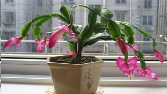 蟹甲兰花怎样修剪（蟹甲兰怎么剪枝）