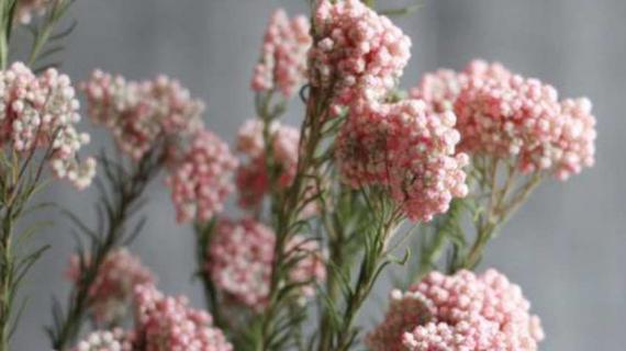 小米花怎么养 小米花怎么养成干花