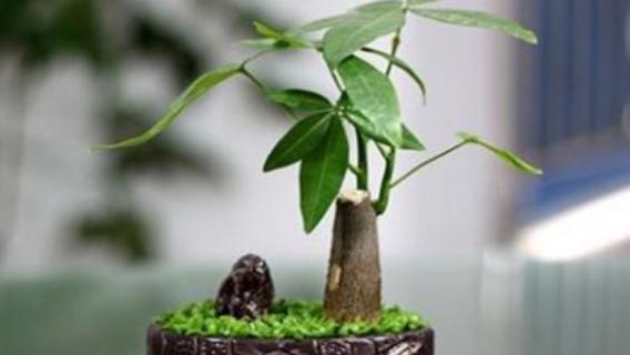 小盆发财树摆放位置在哪（小盆的发财树放到什么位置好）