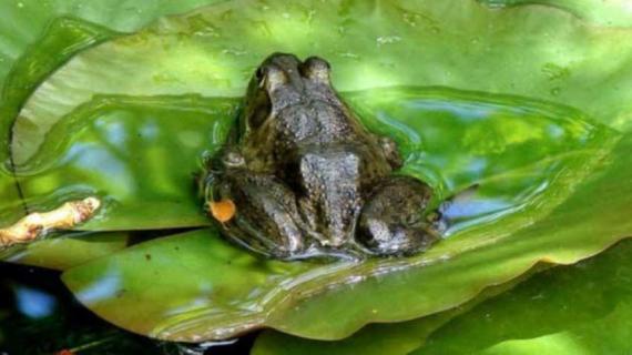 像蝌蚪一样的鱼叫什么（一种像蝌蚪的鱼）