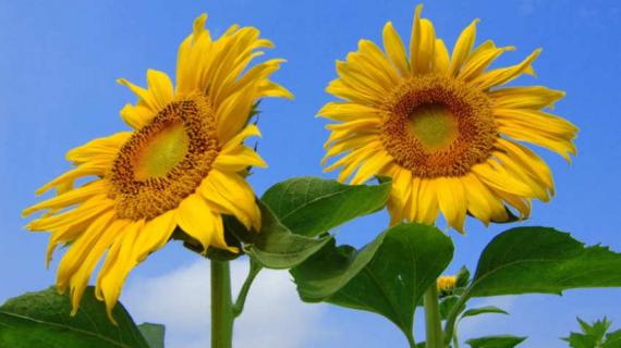 向日葵开放的时间是几点 向日葵开放的时间是几点钟