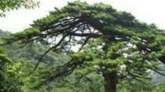 象征友谊的树有什么(象征友谊的树有什么树种)