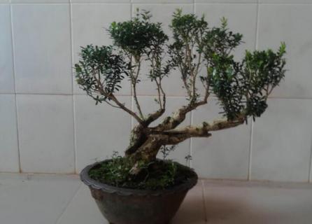 黄杨叶子干枯能活吗（黄杨叶子干枯了还能活吗）