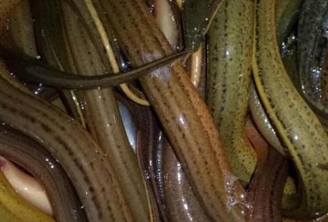 黄鳝生活在哪里（黄鳝生活在哪里的地方）