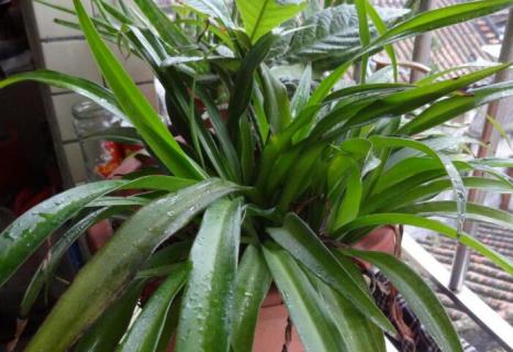 百合的种子在哪里 百合的种子在百合的哪个部位