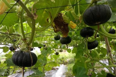 板栗南瓜什么时候种植 板栗南瓜什么时候种植最佳