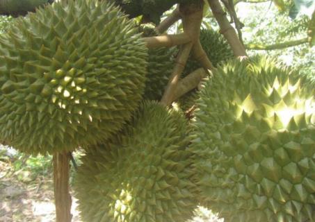 北方能用大棚种榴莲吗（北方能用大棚种榴莲吗农村）