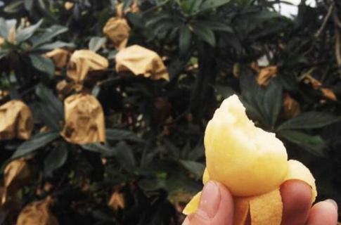 北方有枇杷吗（南方有枇杷吗）