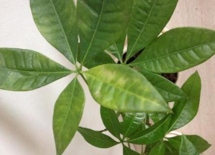 发财树叶子白斑是什么原因 发财树叶起白斑