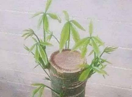 发财树桩怎么发芽 发财树桩怎么发芽的