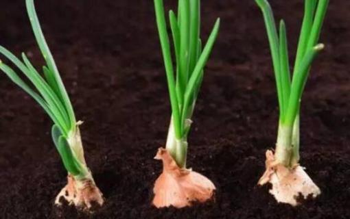 发芽的洋葱怎么种 发芽的洋葱怎么种到菜地里吗?