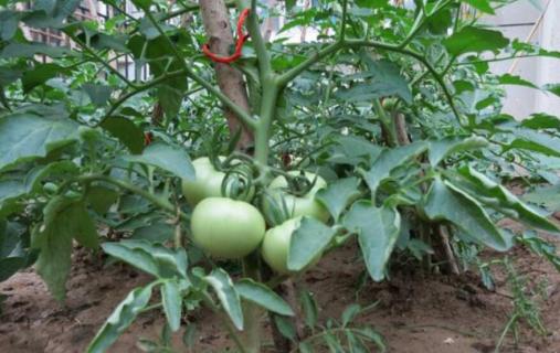 番茄架子的各种搭法 番茄架子的各种搭法图