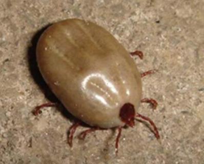 房间有狗虱子怎么消灭(房间有狗虱子怎么消灭视频)