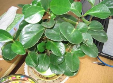 防辐射的植物盆栽有哪些(防辐射种什么植物好)