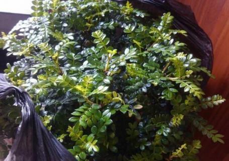 防蚊子的植物有哪些（防蚊子的植物有哪些最好的）