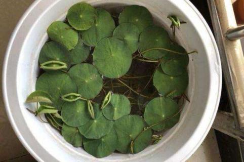 碗莲多久发芽 碗莲多久发芽一次