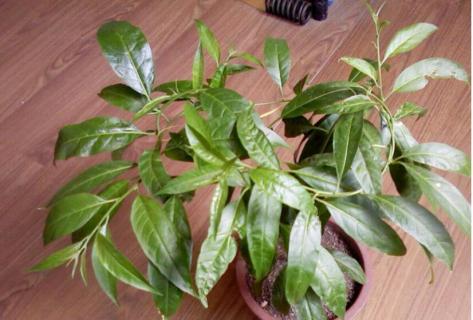 不开花的植物图片名称 不开花的绿植有哪些图片及名称