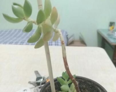 不徒长又好养的多肉 不徒长又好养的多肉品种