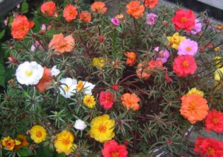 不用浇水的植物有哪些（哪种植物不用浇水）