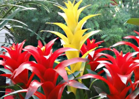 不用太阳的植物（不用太阳的植物大战僵尸下载）