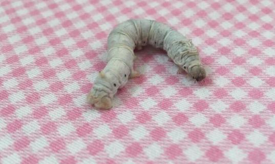 蚕宝宝怕光吗 蚕宝宝怕光吗 图片