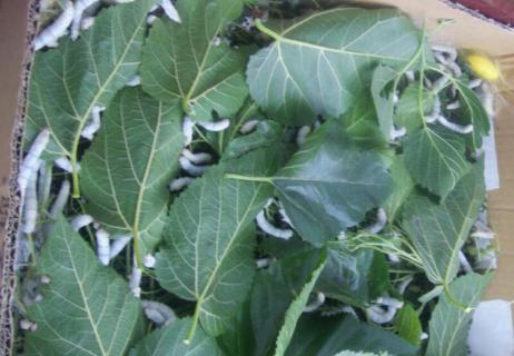 蚕宝宝生活在哪里（蚕宝宝的家在哪）