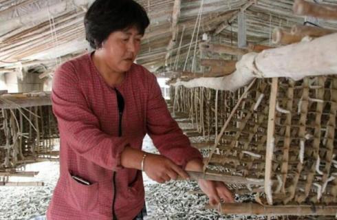 蚕虫吃什么（蚕虫吃什么?）