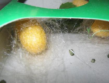 蚕从哪里部位吐丝（蚕从哪里部位吐丝成丝）