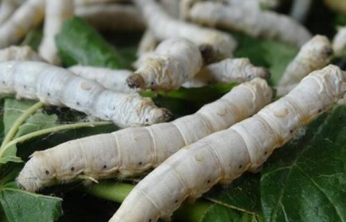 蚕发育的几个阶段（蚕生长发育的四个阶段）