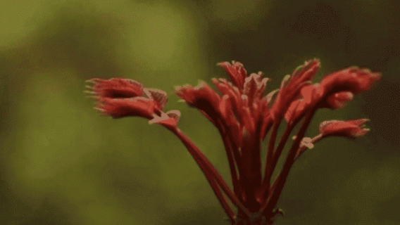 香椿怎么种植什么时间种 香椿怎么种植什么时间种好