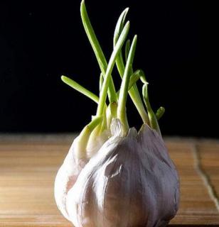 大蒜不发芽是怎么回事（大蒜不发芽是怎么回事美团的大蒜不发芽?）