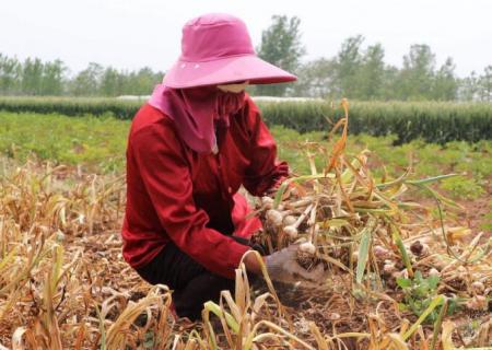 大蒜收获季节（大蒜收获季节下雨）