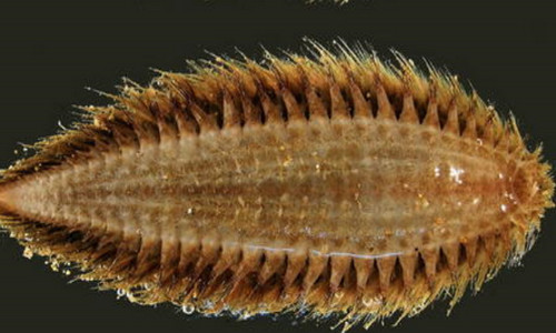 鳞沙蚕是否有毒（沙蚕有没有毒）