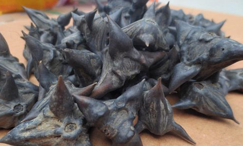 菱角能和鱼一起养吗 菱角可以养在鱼缸吗