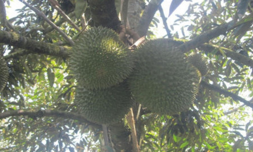 榴莲长在树上还是地上 榴莲长在树上还是地上结果