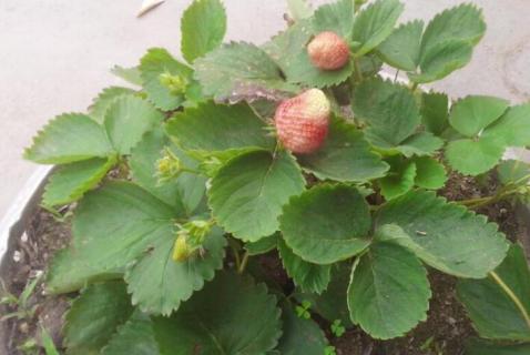 草莓长出的长条是什么 草莓长出来是什么样的