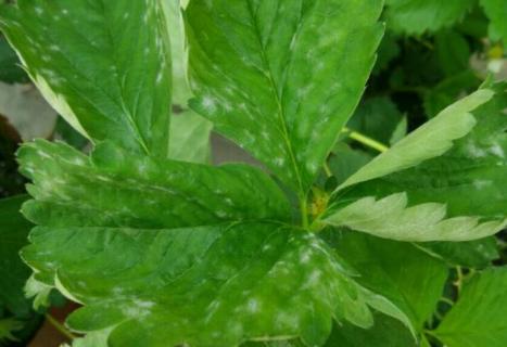 草莓苗叶子边缘变黄的原因（草莓苗叶子边缘变黄的原因是什么）