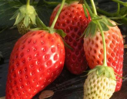 草莓上有白色的东西是什么（草莓上面有白色的东西是什么）