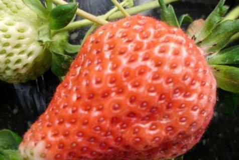 草莓脱毒步骤 草莓脱毒步骤视频