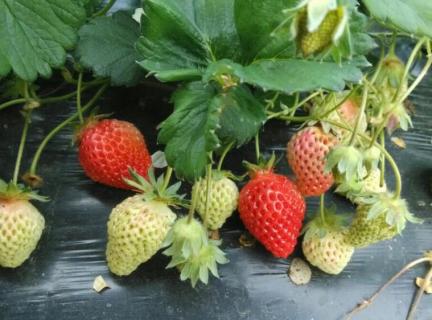 草莓喜水吗（草莓喜水吗?）