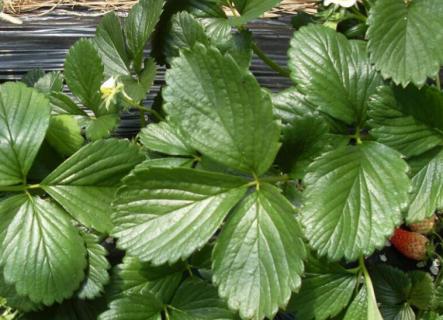 草莓叶子突然软了（草莓叶子突然软了什么原因）