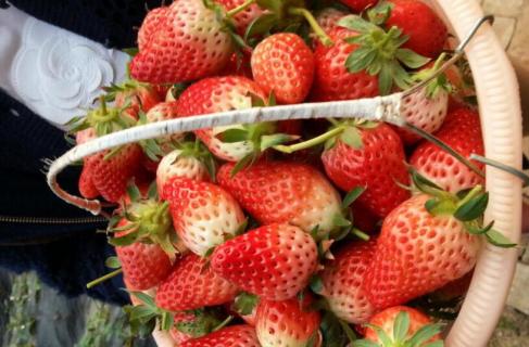 草莓一年几熟（草莓几天一熟）