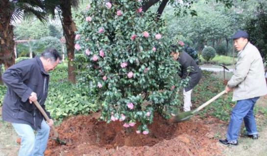 茶花嫁接多长时间成活 茶花嫁接多长时间成活率