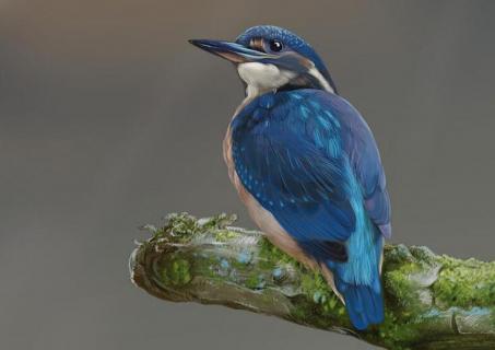 常见的蓝色的鸟有哪些(常见的蓝色的鸟有哪些名字)