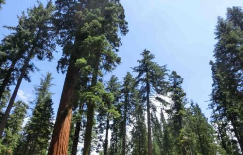 常青植物有哪些 常青植物有哪些?