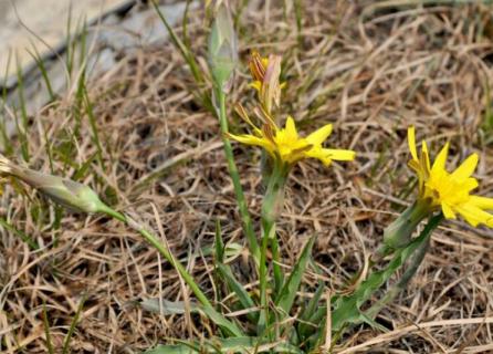 长的像蒲公英的植物叫什么（长的像蒲公英的植物叫什么名字）