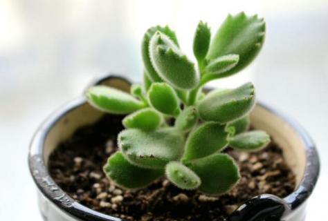 多肉熊童子怎么养肥 多肉熊童子怎么养胖