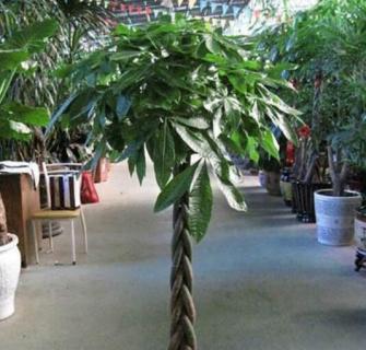 发财树需要修剪枝叶吗（发财树叶子能修剪吗）