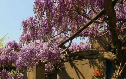 费县紫藤花什么时候开 费县紫藤花园