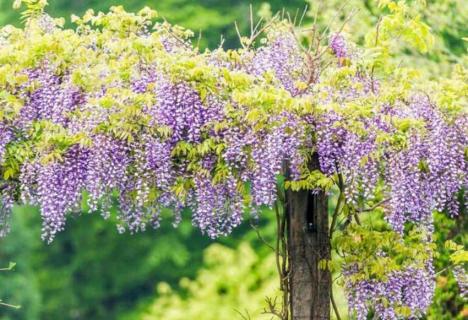 费县紫藤山庄几月开花 费县大田庄紫藤花开了吗